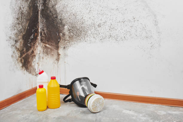 Best Same-Day Mold Removal  in Pocasset, MA