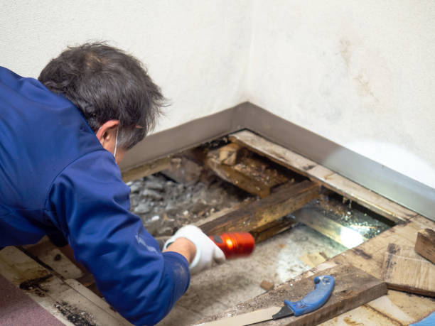 Best Emergency Mold Removal  in Pocasset, MA