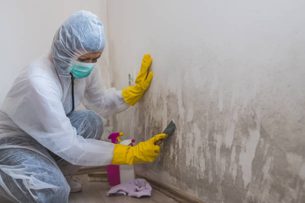 Best Toxic Mold Removal  in Pocasset, MA