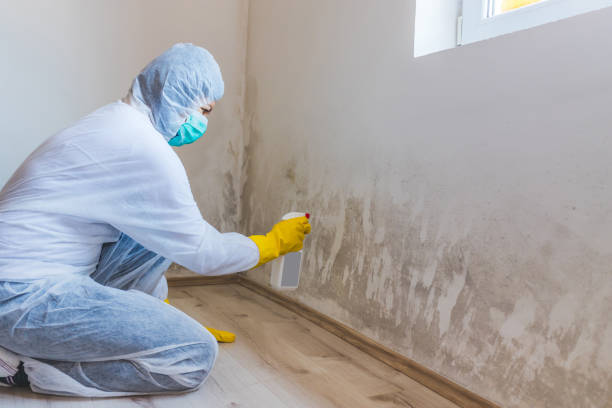 Best Residential Mold Removal  in Pocasset, MA