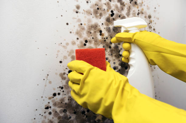 Best Same-Day Mold Removal  in Pocasset, MA