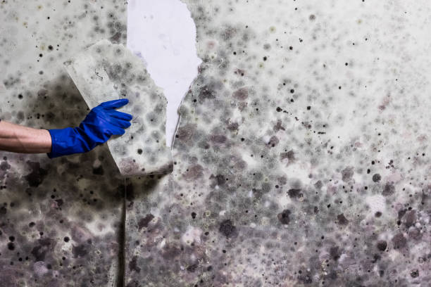 Best Mold Removal Near Me  in Pocasset, MA