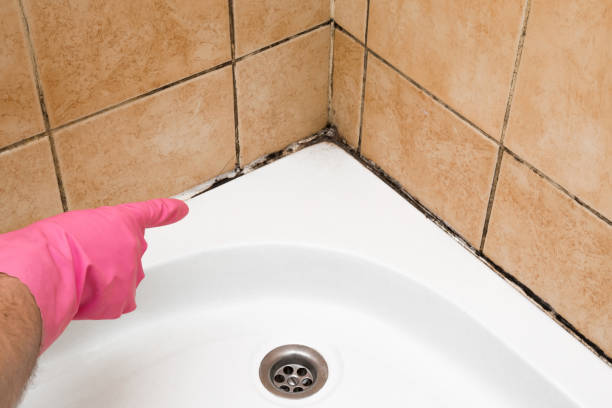 Best Professional Mold Removal  in Pocasset, MA