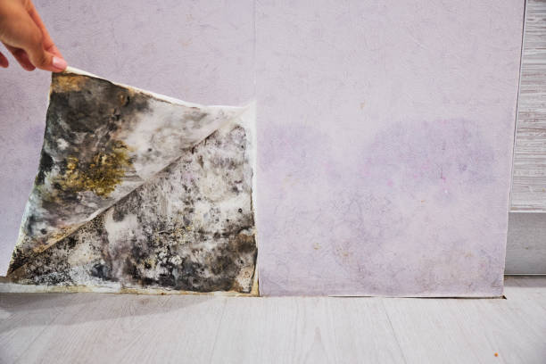 Best Mold Cleaning Services  in Pocasset, MA